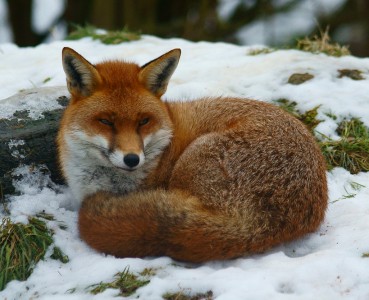 Fox Jigsaw Puzzle