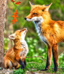 Fox Family