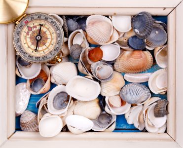 Framed Shells Jigsaw Puzzle