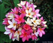 Frangipani