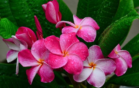 Frangipanis Jigsaw Puzzle