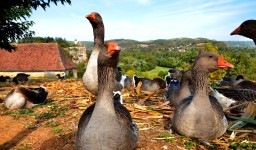 French Geese
