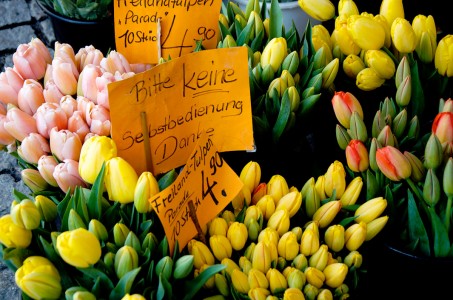 Fresh Tulips Jigsaw Puzzle