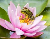 Frog and Lotus