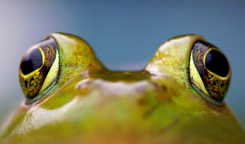 Frog Eyes Jigsaw Puzzle