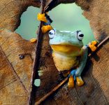 Frog in Leaf