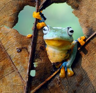 Frog in Leaf Jigsaw Puzzle