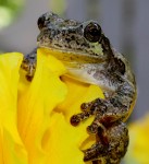 Frog on Flower