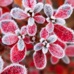 Frosted Azaleas