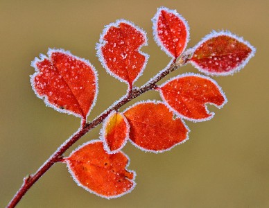 Frosted Leaves Jigsaw Puzzle