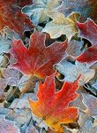 Frosty Leaves