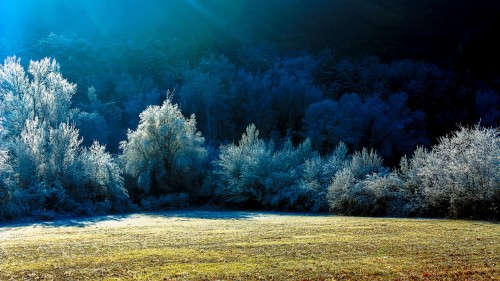 Frosty Morning Jigsaw Puzzle