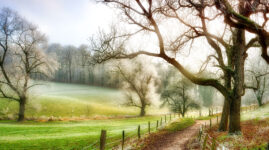 Frosty Pasture