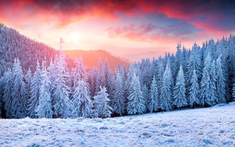 Frosty Pines Jigsaw Puzzle