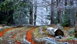 Frosty Trail