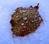 Frozen Leaf