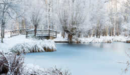 Frozen Pond