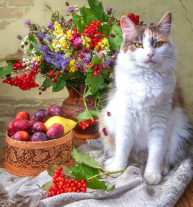 Fruit and Cat Jigsaw Puzzle