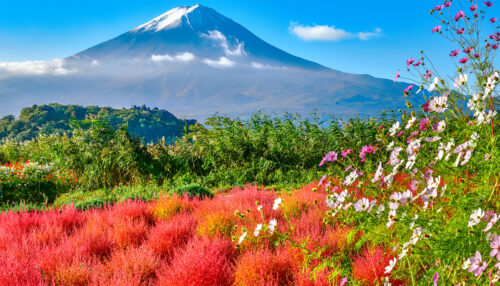 Fuji Blooms Jigsaw Puzzle