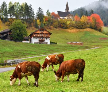 Funes Valley Cows Jigsaw Puzzle