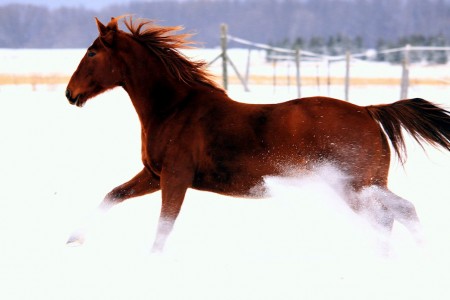 Galloping Horse Jigsaw Puzzle