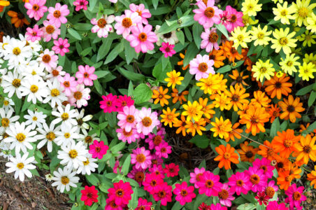 Garden Colors Jigsaw Puzzle