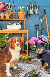 Garden Dogs Jigsaw Puzzle