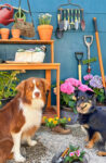 Garden Dogs Jigsaw Puzzle
