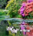 Garden Geese