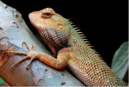 Garden Lizard Jigsaw Puzzle