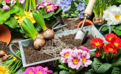 Garden Tray