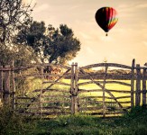 Gate and Balloon