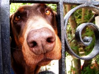 Gate Dog