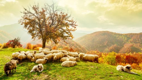 Gathered Sheep Jigsaw Puzzle