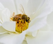 Gathering Pollen