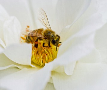 Gathering Pollen Jigsaw Puzzle