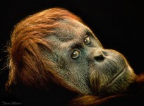 Gazing Orangutan