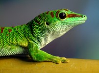 Gecko Profile