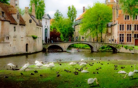 Geese and Ducks Jigsaw Puzzle