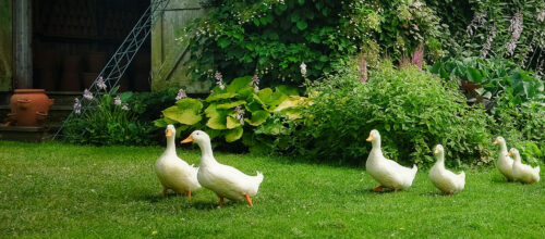 Geese on the Move Jigsaw Puzzle