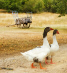 Geese Pair