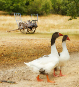 Geese Pair Jigsaw Puzzle