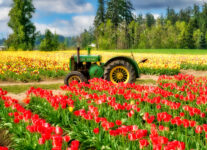 Gervais Tulips