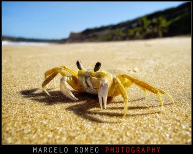 Ghost Crab Jigsaw Puzzle