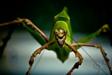 Giant Katydid