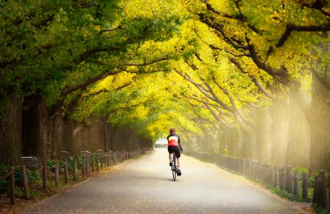 Ginkgo Trees Jigsaw Puzzle