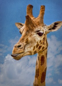 Giraffe Jigsaw Puzzle