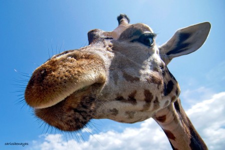 Giraffe Close-Up Jigsaw Puzzle