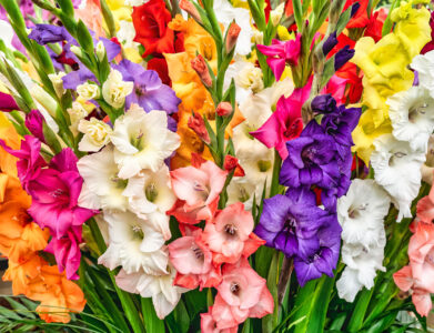 Gladiolus Bouquet Jigsaw Puzzle