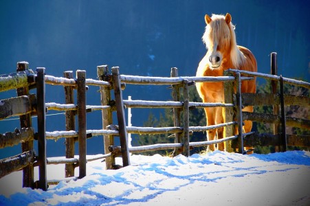 Golden Horse Jigsaw Puzzle